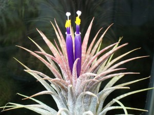 Flowering Tillandsia