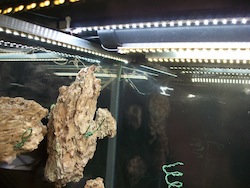 Terrarium With LED Strip Lights