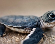 LED Lighting Installation Is Helping Save Baby Sea Turtles