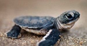 LED Lighting Installation Is Helping Baby Sea Turtles