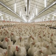 The Benefits Of Poultry LED Lighting